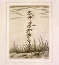 Estampe : Jeune arbre